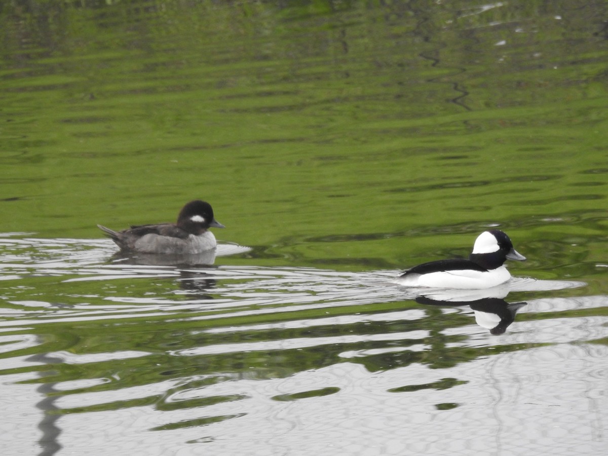 Bufflehead - Greg Estep