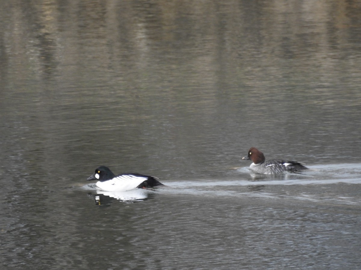 Common Goldeneye - Greg Estep