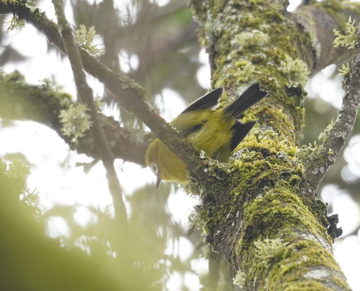 Kilimanjaro White-eye - ML614912716