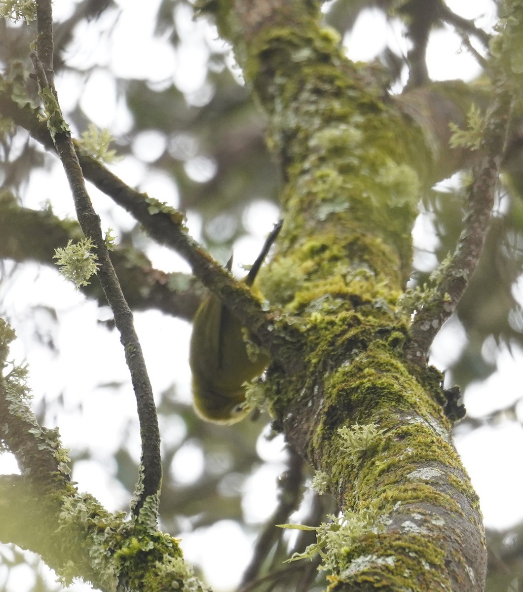 Kilimanjaro White-eye - ML614912717