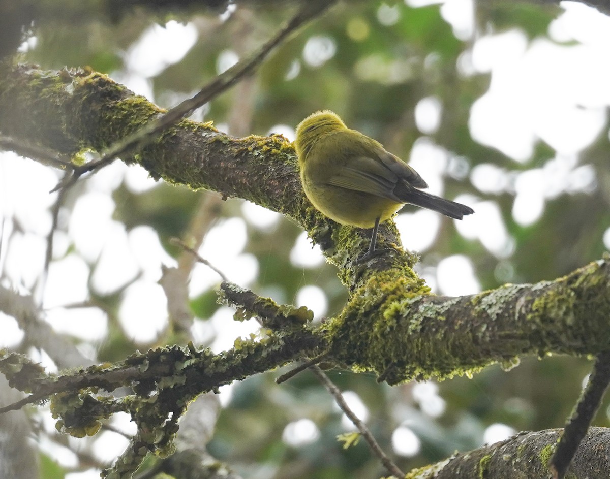 Kilimanjaro White-eye - Kevin Gong