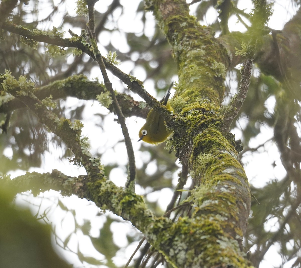 Kilimanjaro White-eye - ML614912720