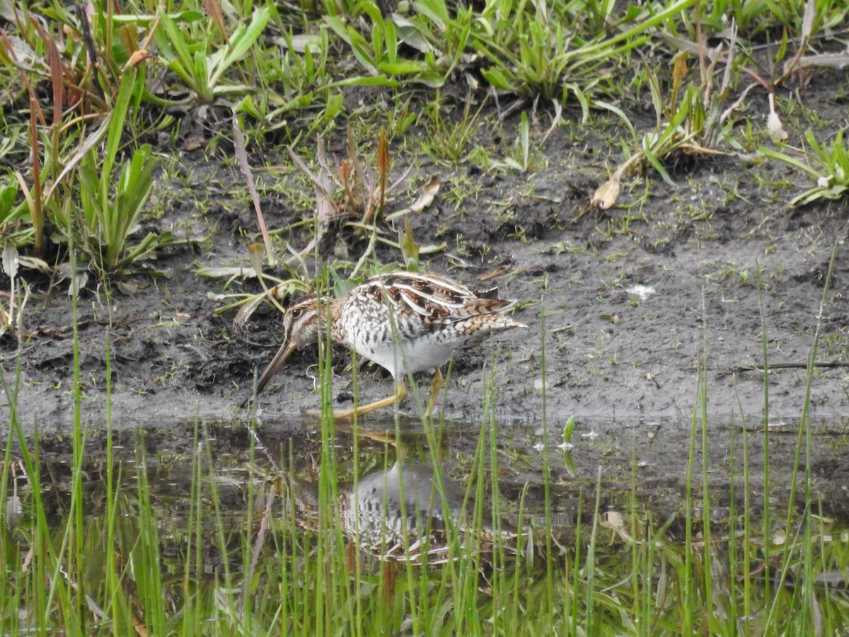 Wilson's Snipe - ML614912721