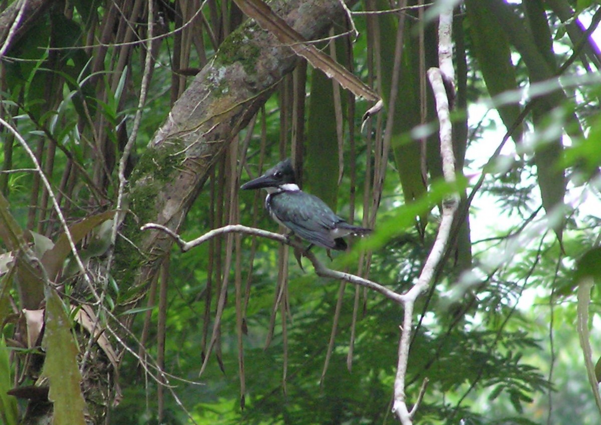 Martin-pêcheur d'Amazonie - ML614912738