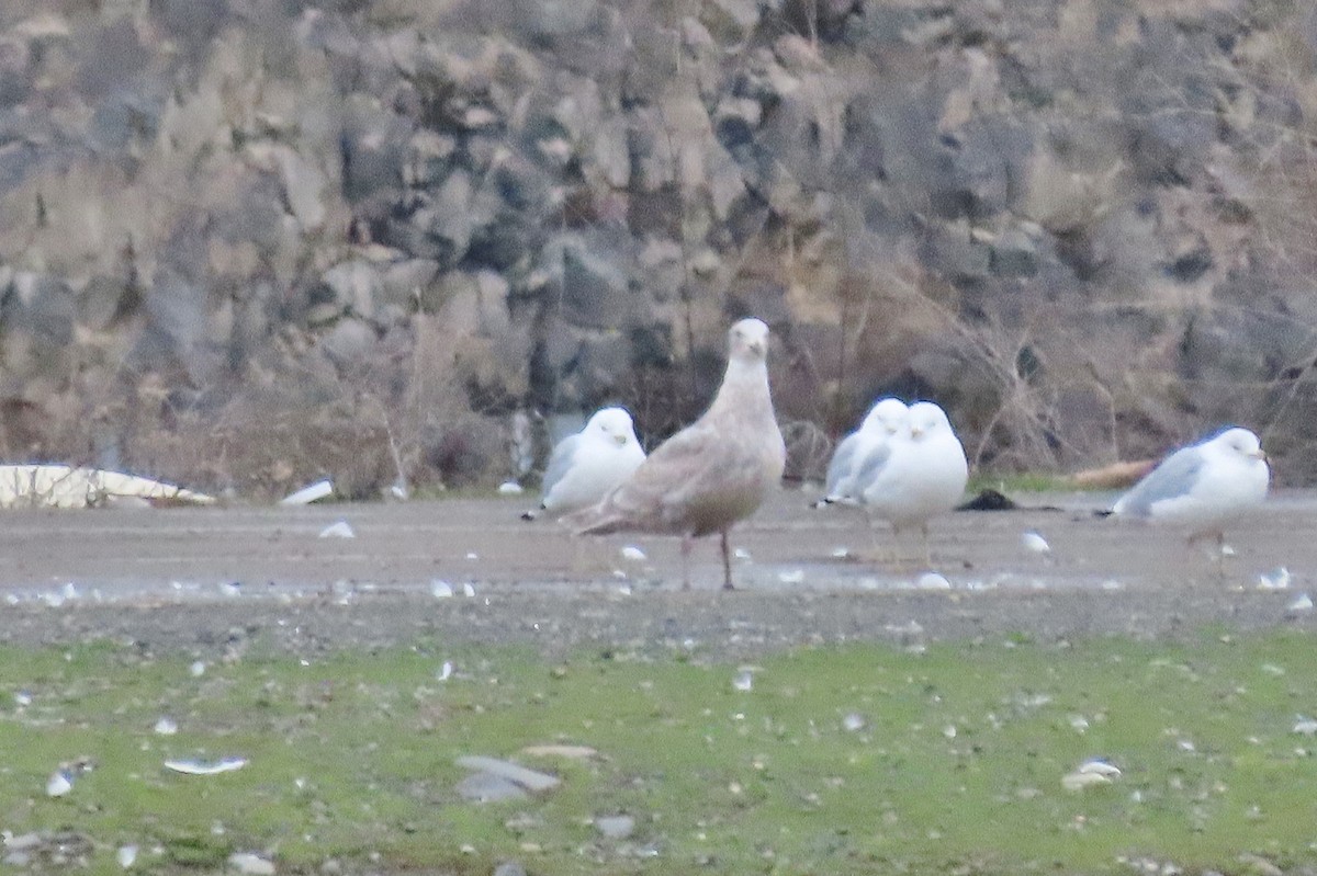 Goéland à ailes grises - ML614912791