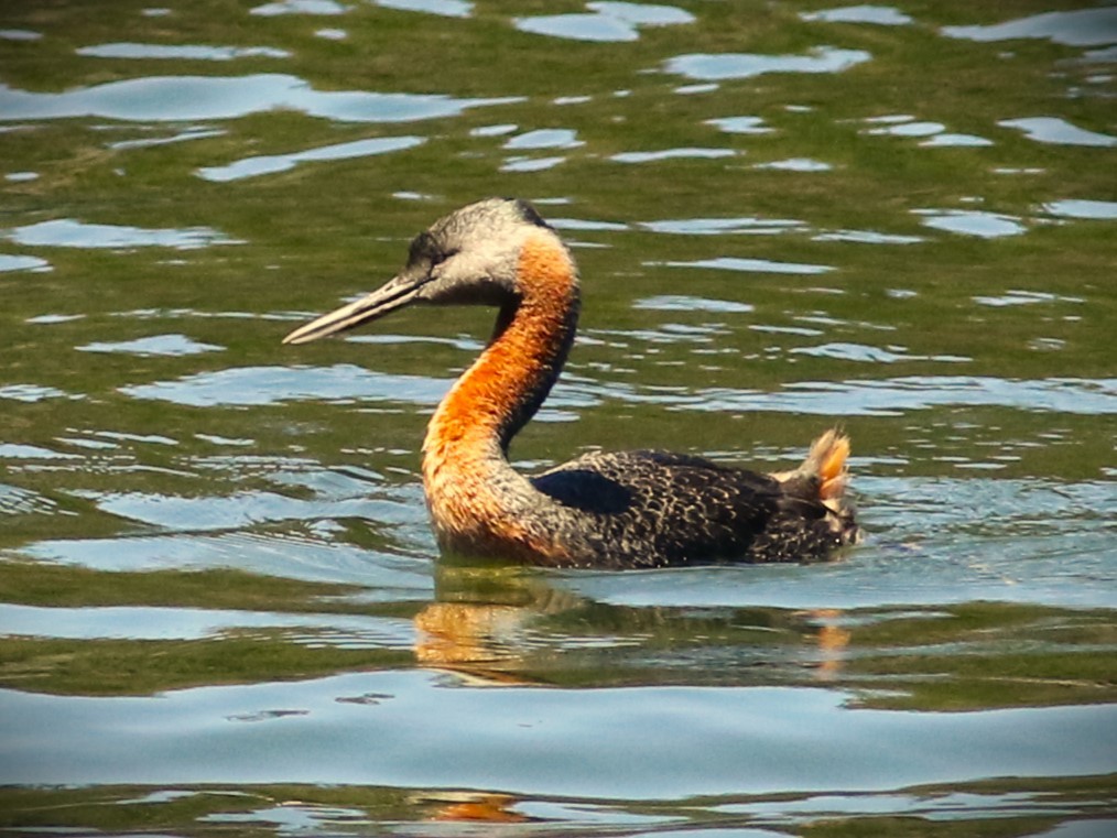 Great Grebe - ML614912797