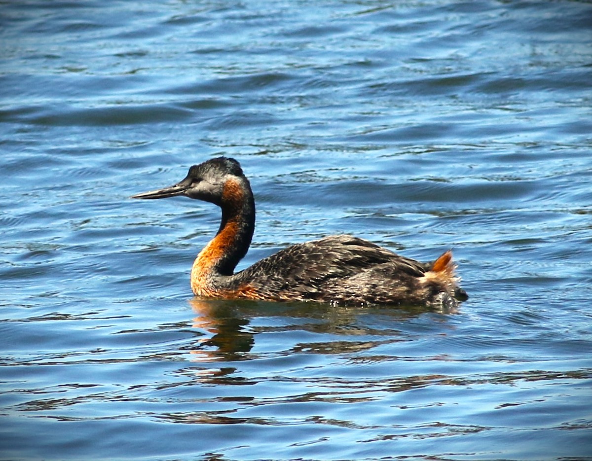 Great Grebe - ML614912799