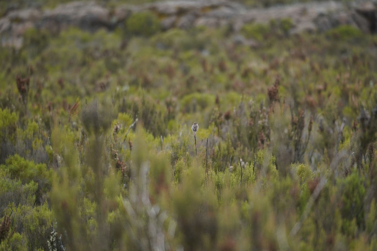 Hunter's Cisticola - Kevin Gong