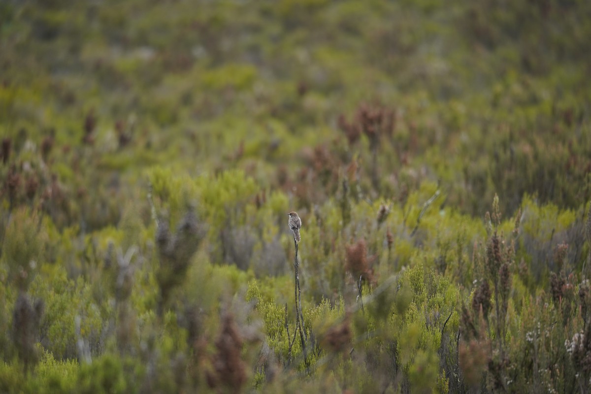 Hunter's Cisticola - Kevin Gong