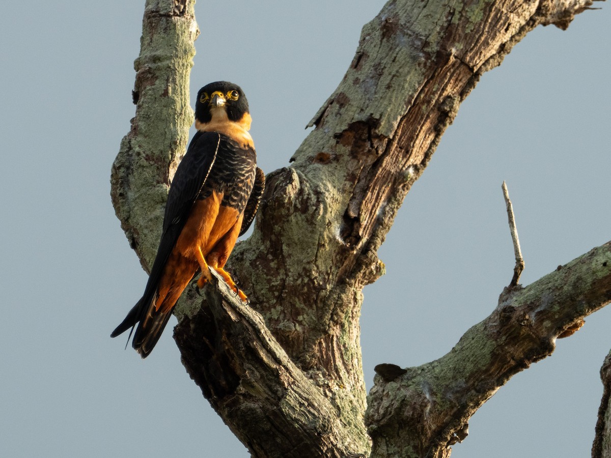 Bat Falcon - Carol Greenstreet