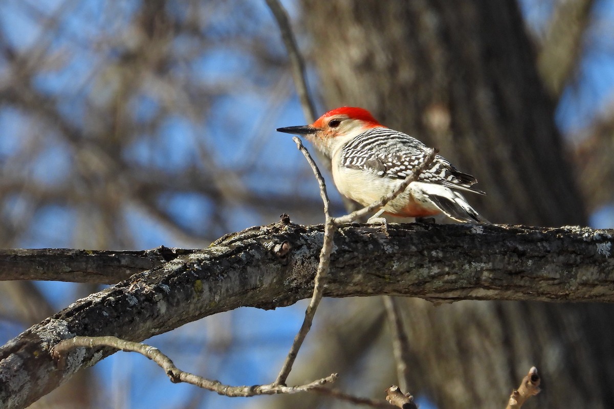 Red-bellied Woodpecker - ML614912833