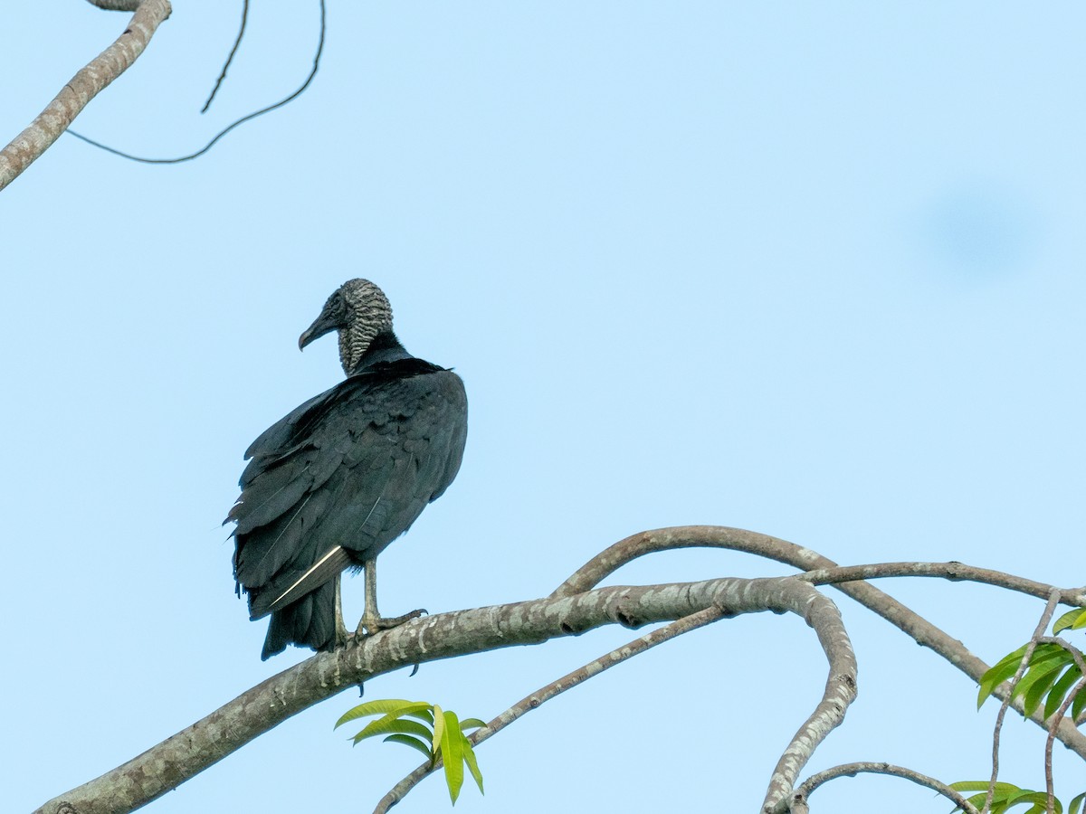 Black Vulture - Carol Greenstreet