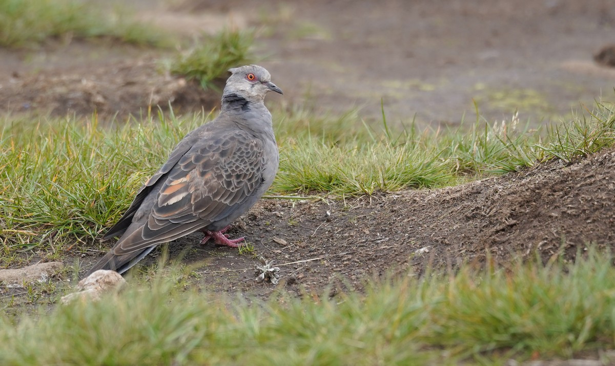 Dusky Turtle-Dove - Kevin Gong