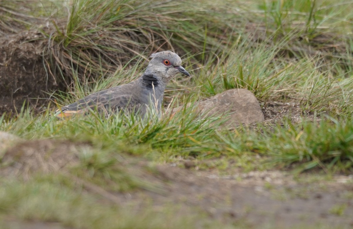 Dusky Turtle-Dove - ML614912843