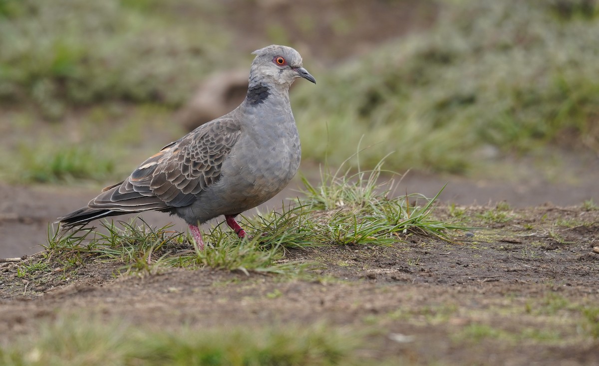 Dusky Turtle-Dove - ML614912845