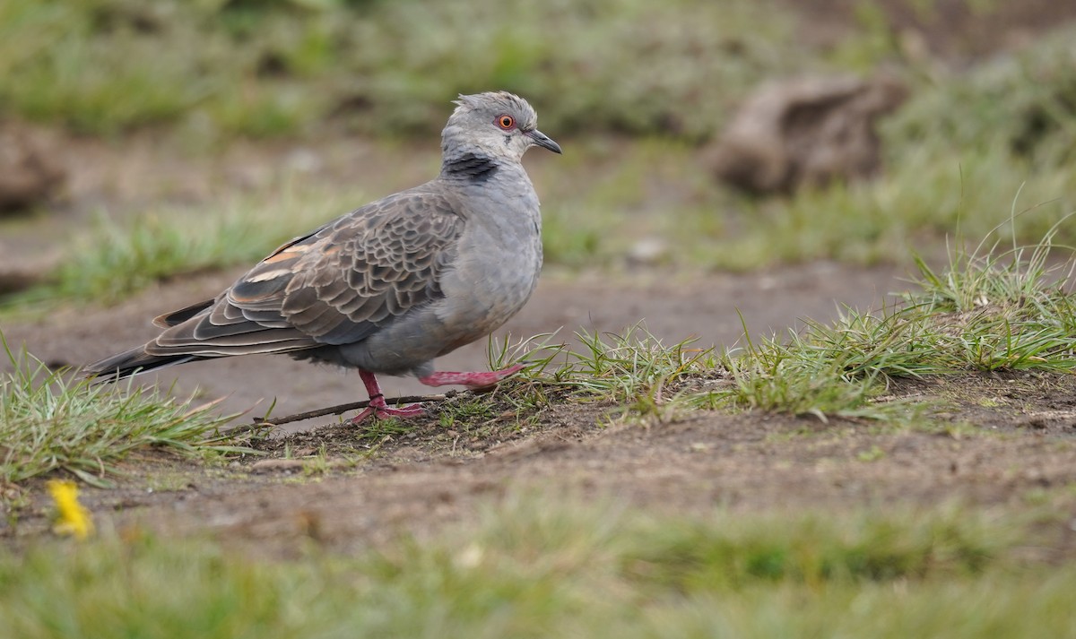 Dusky Turtle-Dove - ML614912847