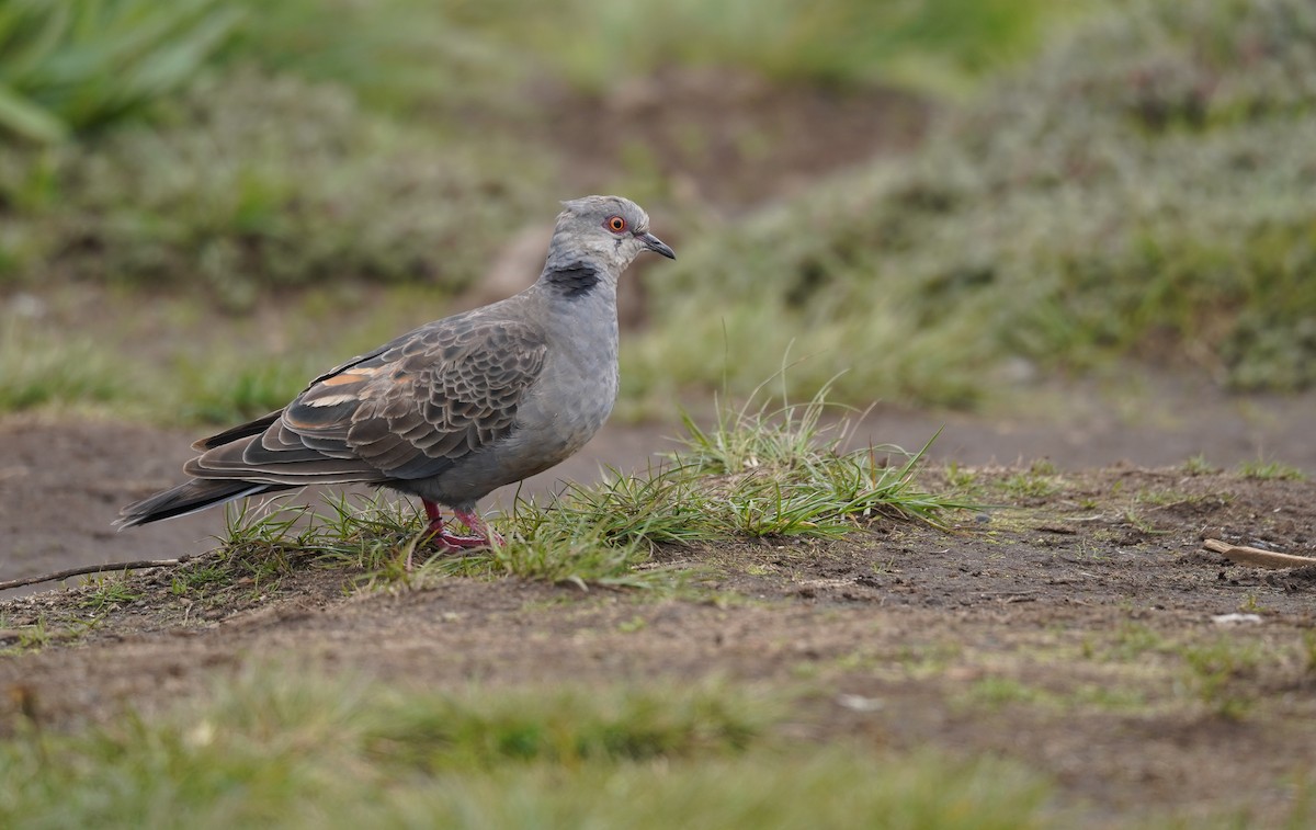 Dusky Turtle-Dove - ML614912848