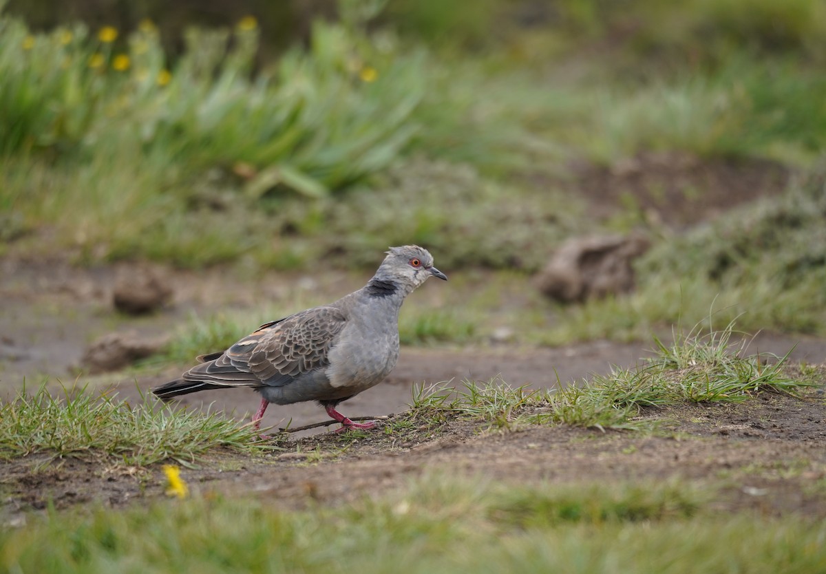 Dusky Turtle-Dove - ML614912849