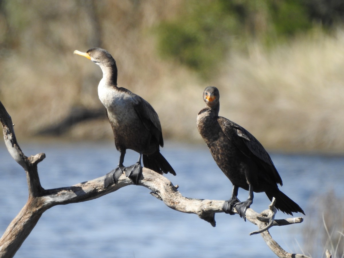 Double-crested Cormorant - Joe Sudomir