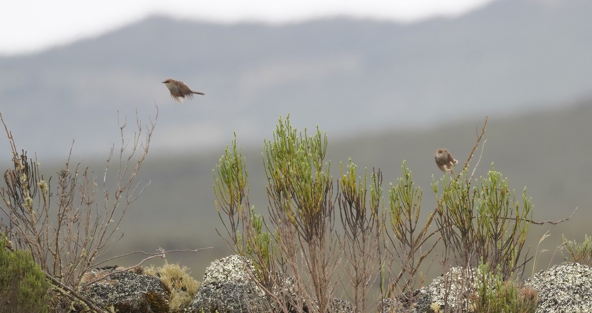 Hunter's Cisticola - Kevin Gong