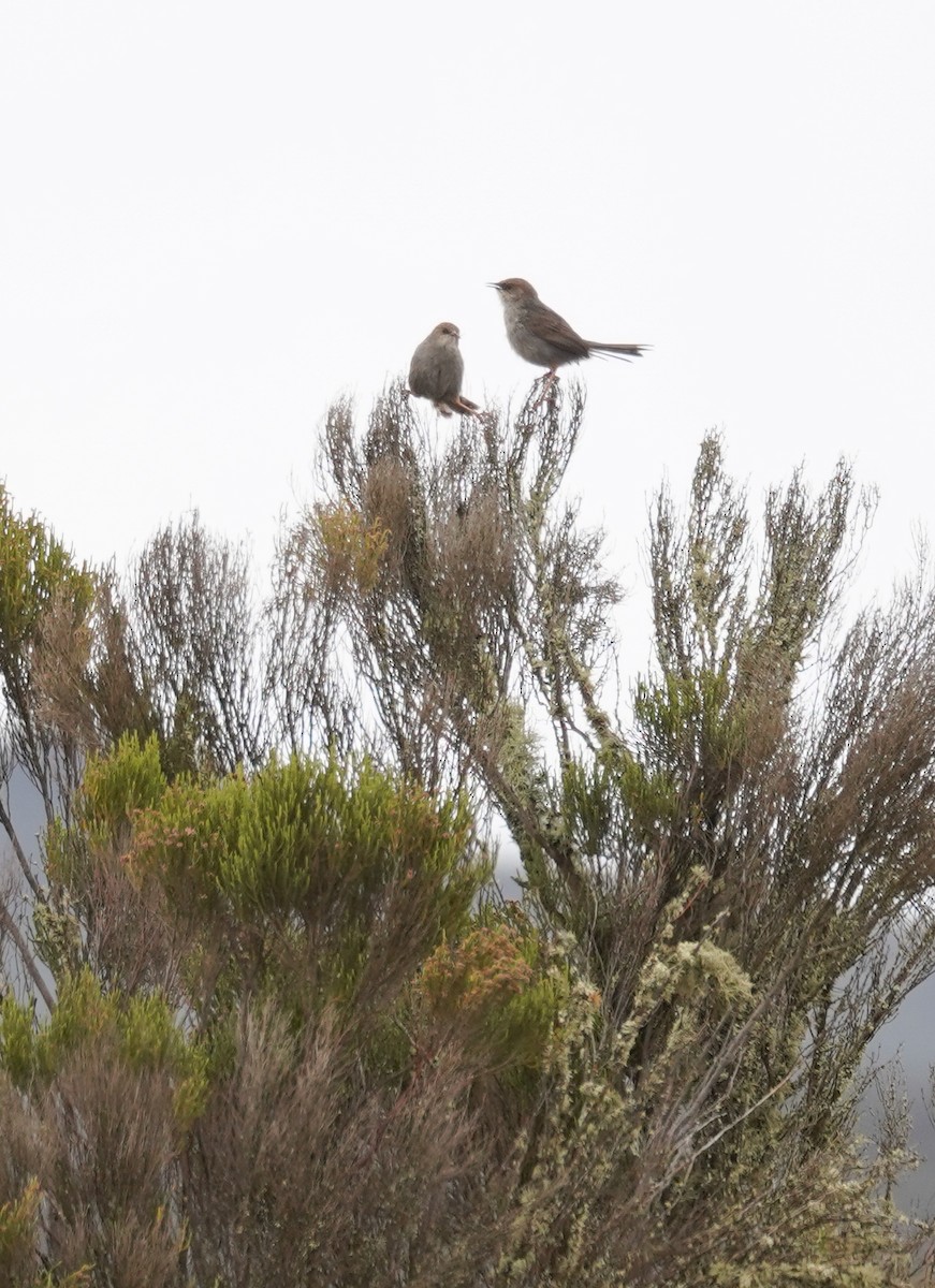 Hunter's Cisticola - ML614912921