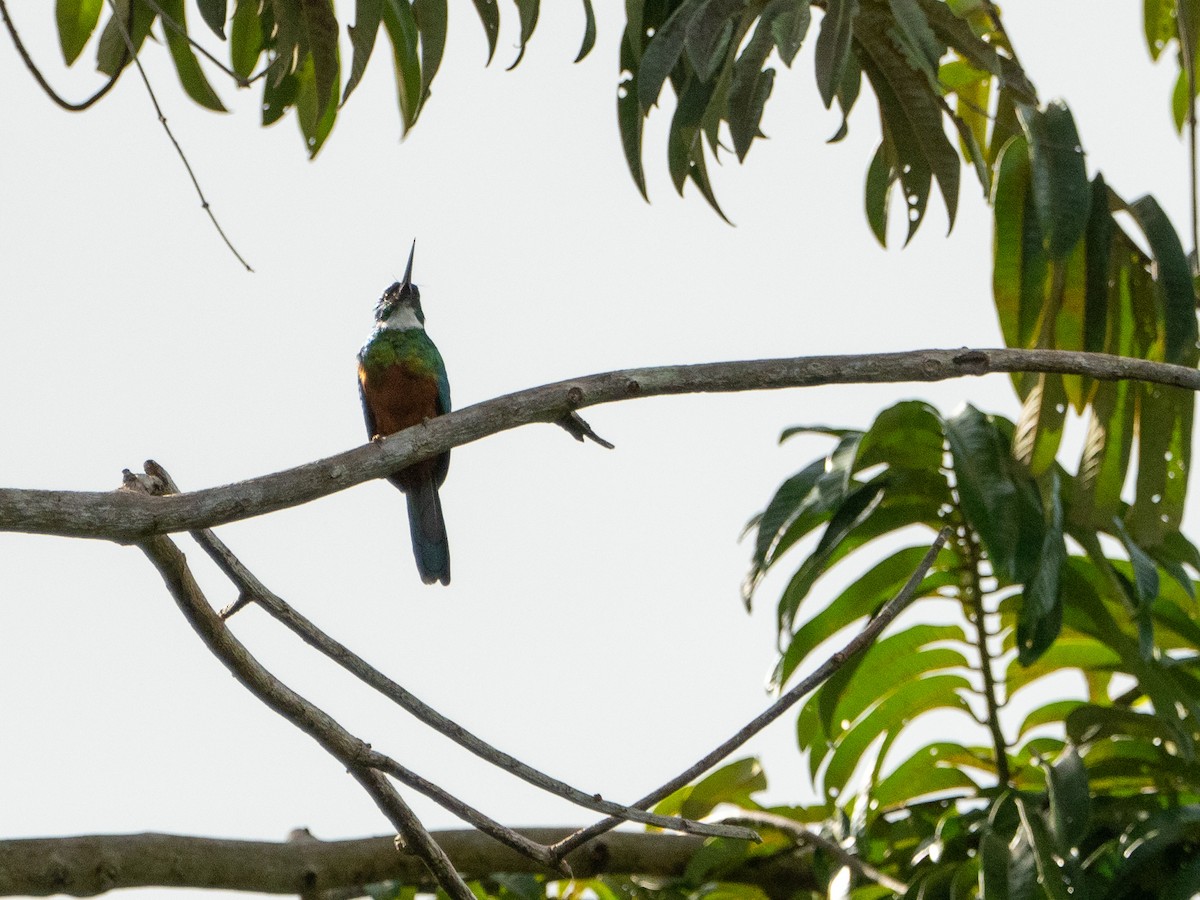 Green-tailed Jacamar - Carol Greenstreet