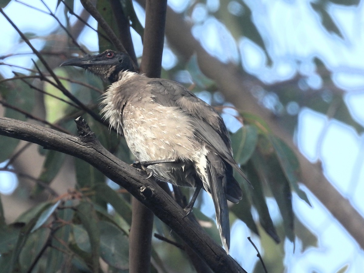 Noisy Friarbird - ML614912988