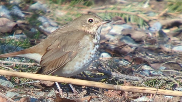 Hermit Thrush - ML614913068