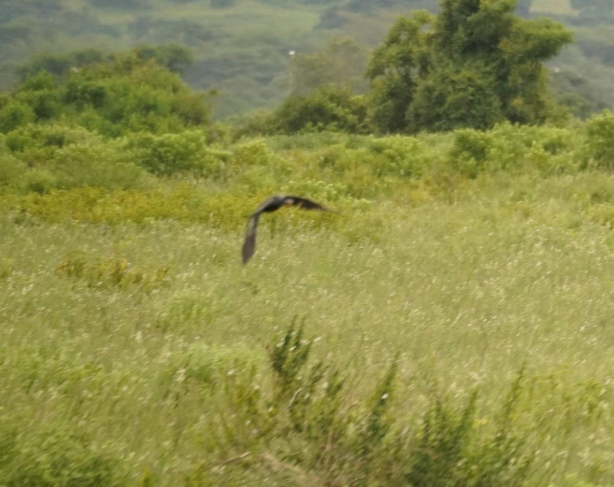 Long-tailed Cormorant - ML614913072