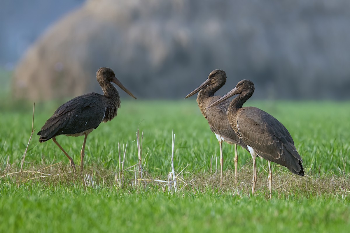 Black Stork - ML614913106