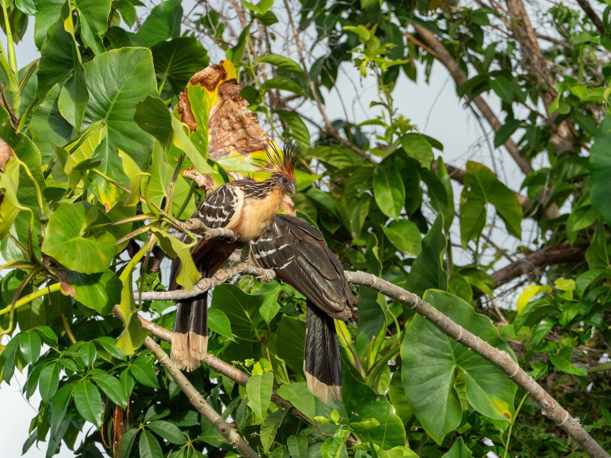 Hoatzin - Carol Greenstreet