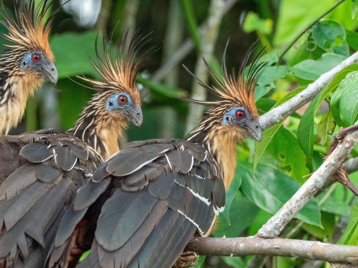 Hoatzin - Carol Greenstreet