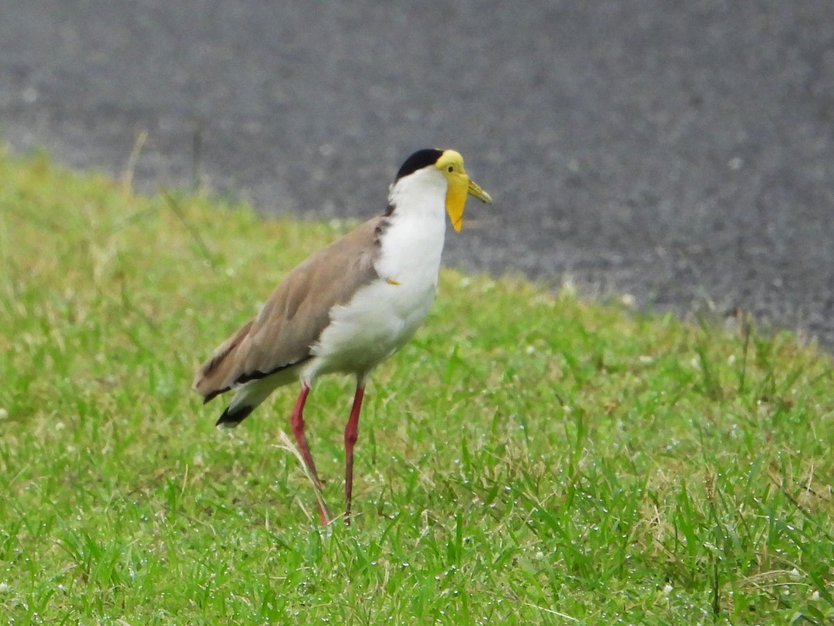 Masked Lapwing (Masked) - Leonie Beaulieu