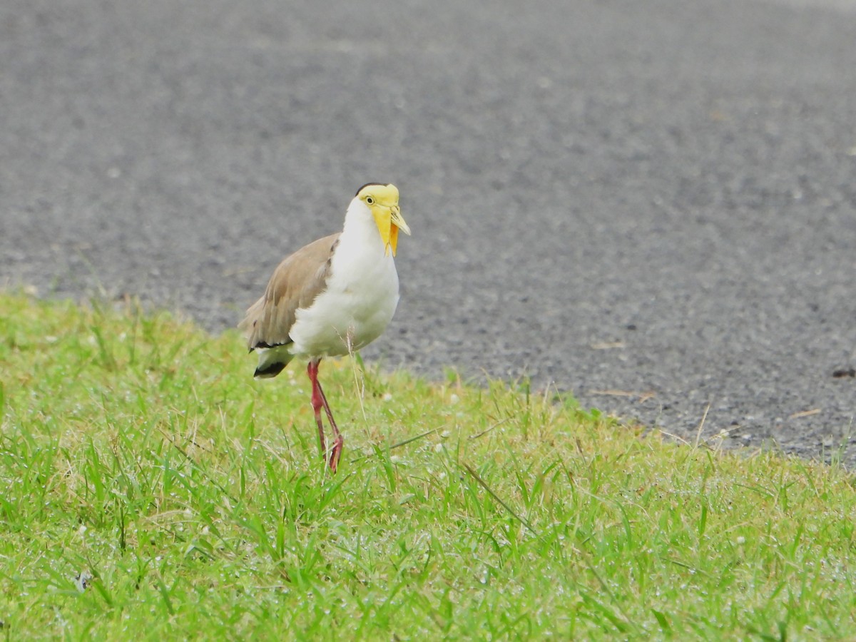 Masked Lapwing (Masked) - ML614913348