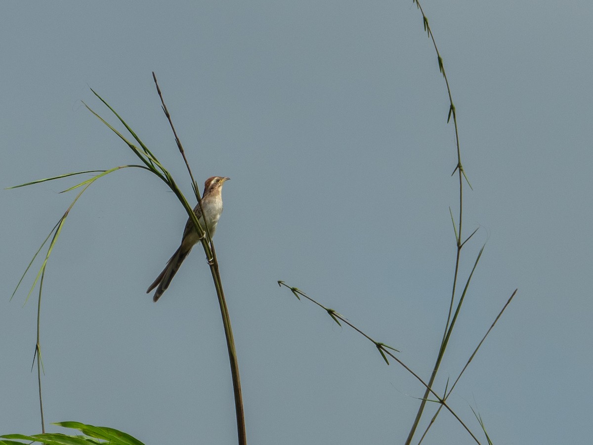 Striped Cuckoo - Carol Greenstreet