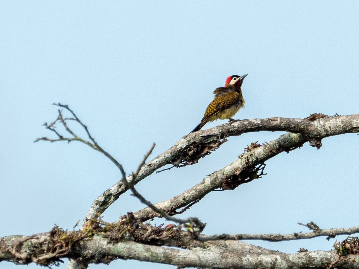 Spot-breasted Woodpecker - Carol Greenstreet