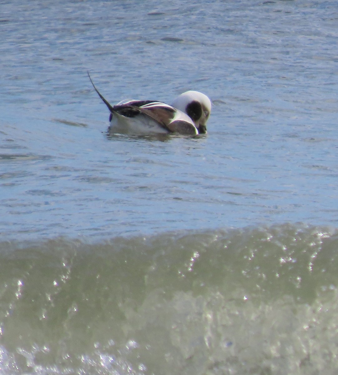 Long-tailed Duck - ML614913449