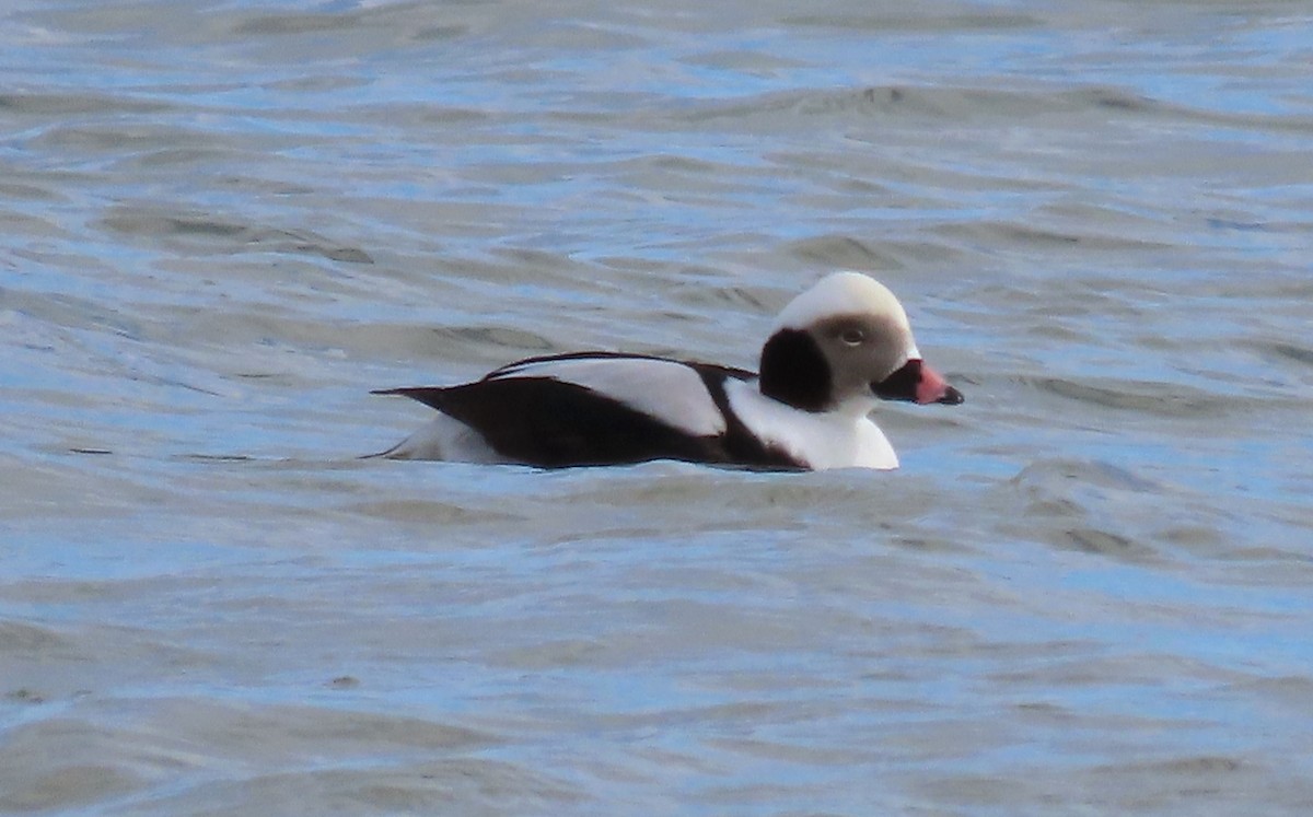 Long-tailed Duck - ML614913455