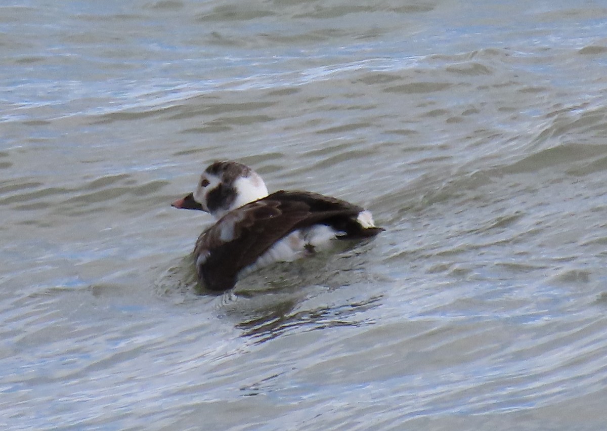 Long-tailed Duck - ML614913456