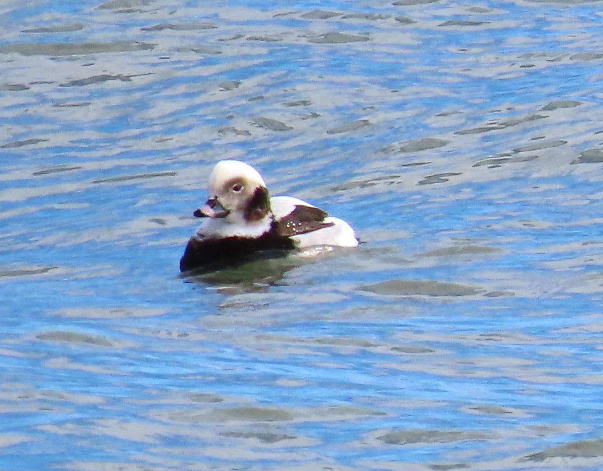 Long-tailed Duck - ML614913457