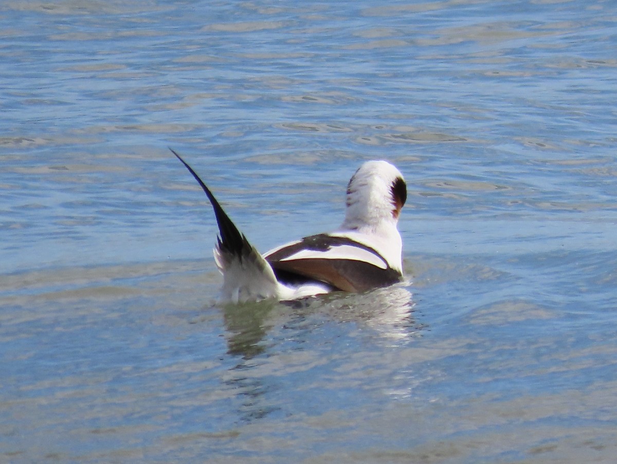 Long-tailed Duck - ML614913459