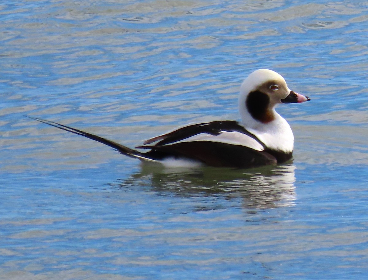 Long-tailed Duck - ML614913460