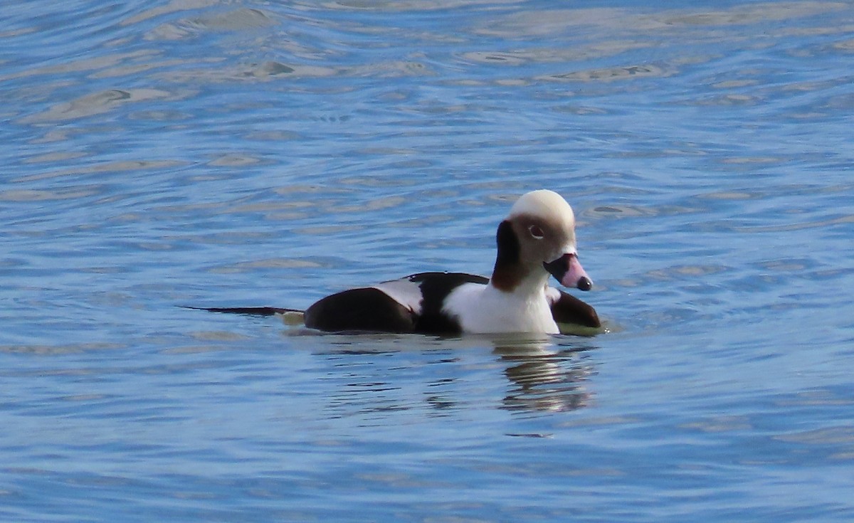 Long-tailed Duck - ML614913461