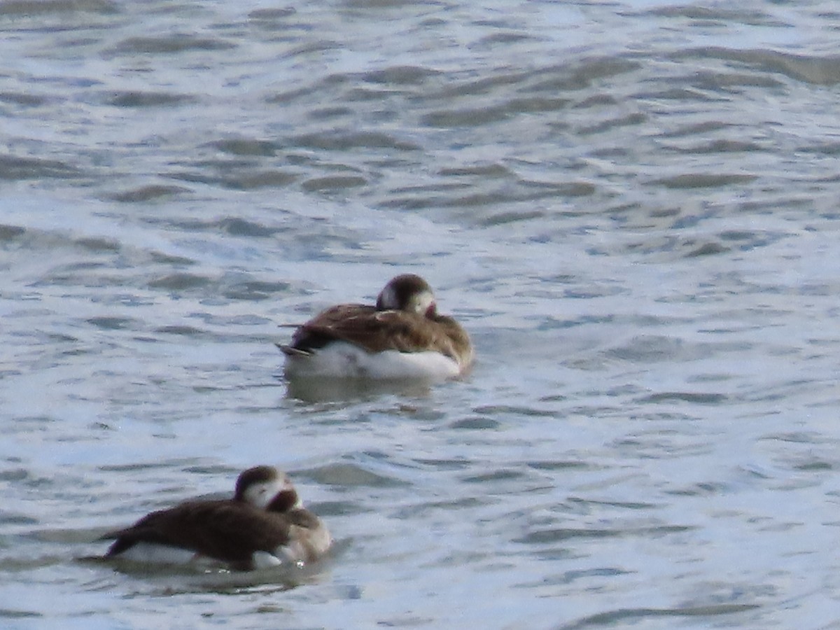 Long-tailed Duck - ML614913463