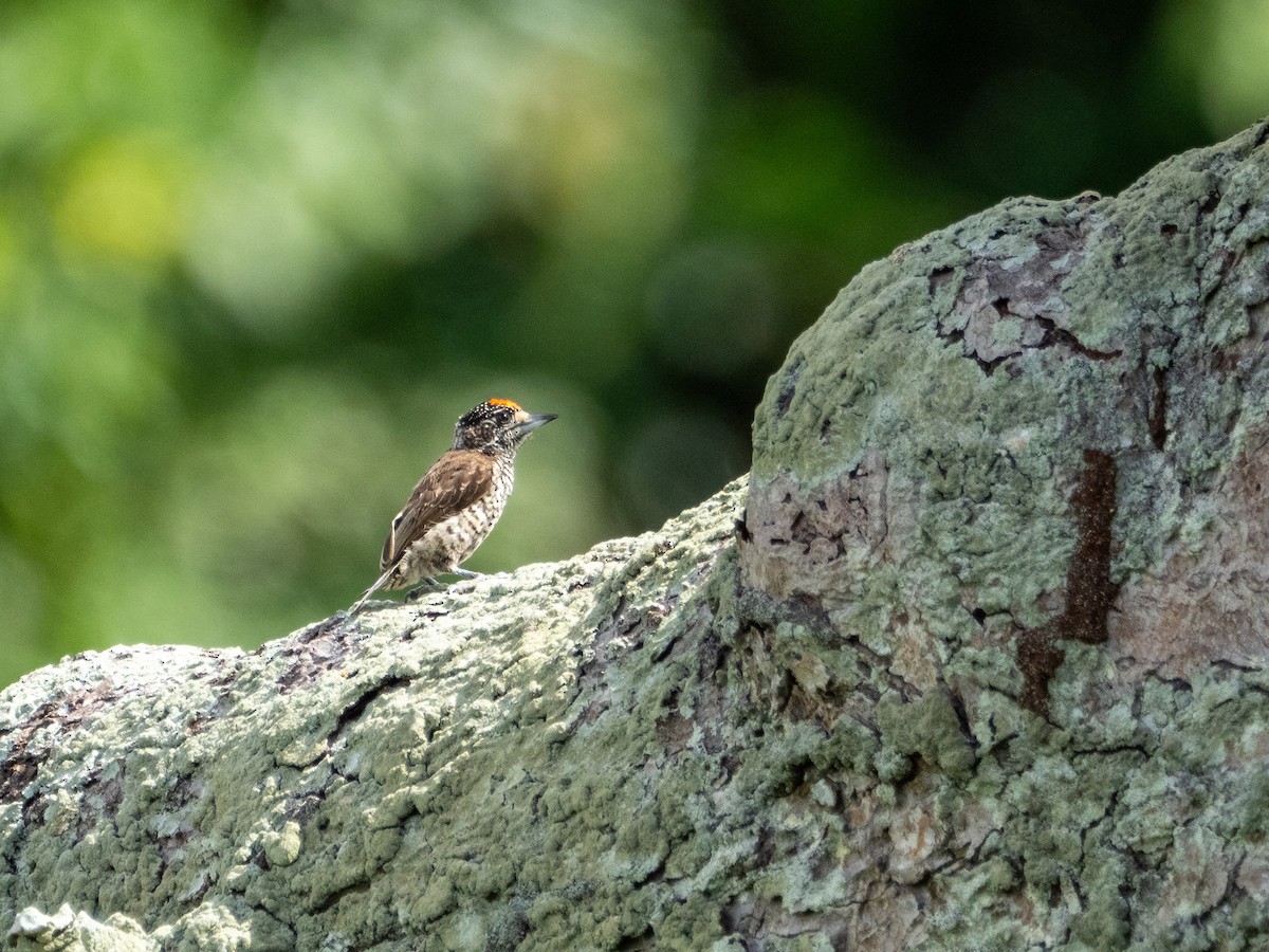 White-bellied Piculet - Carol Greenstreet