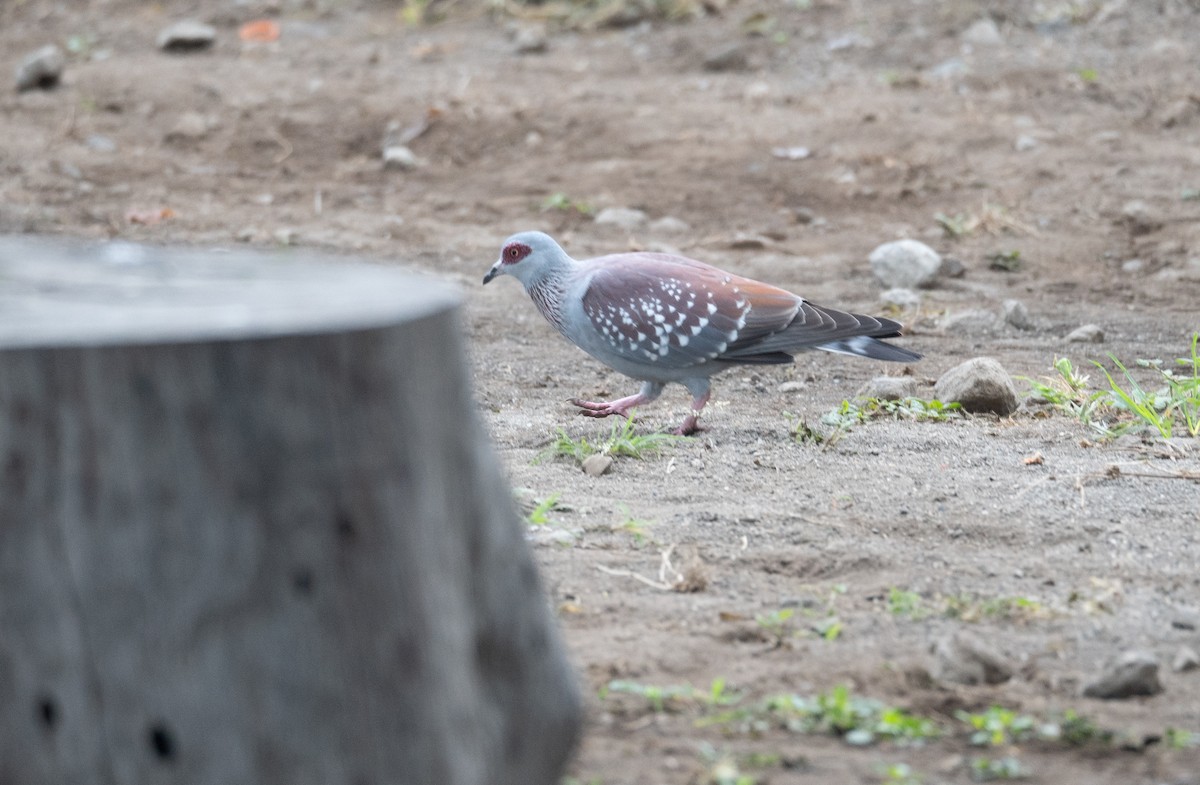 Speckled Pigeon - ML614913525