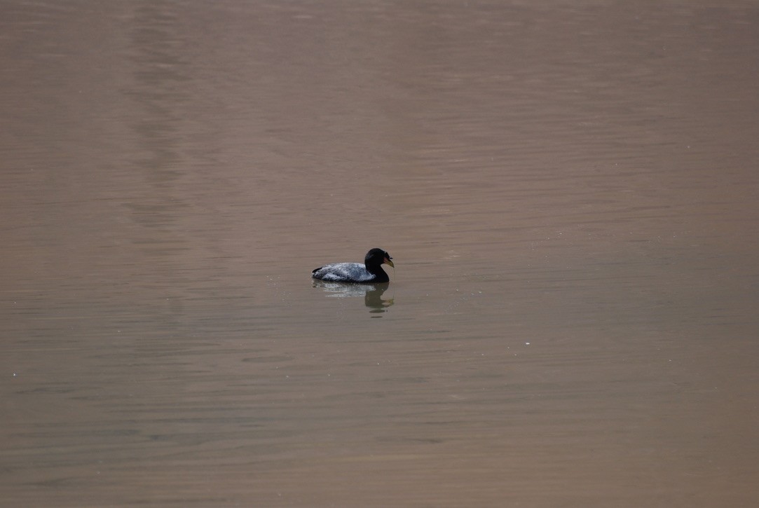 Horned Coot - ML614913624