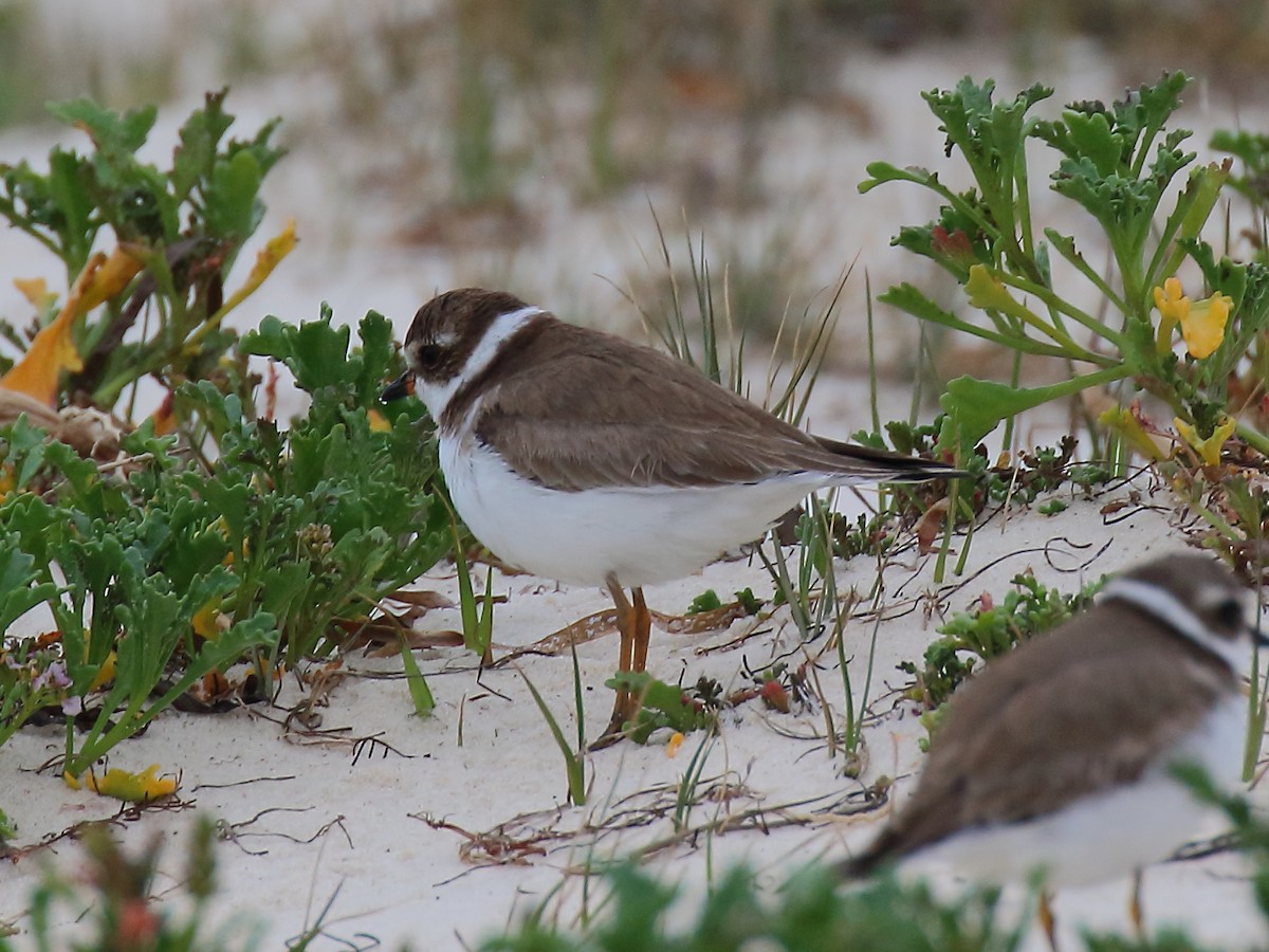 Semipalmated Plover - ML614913625