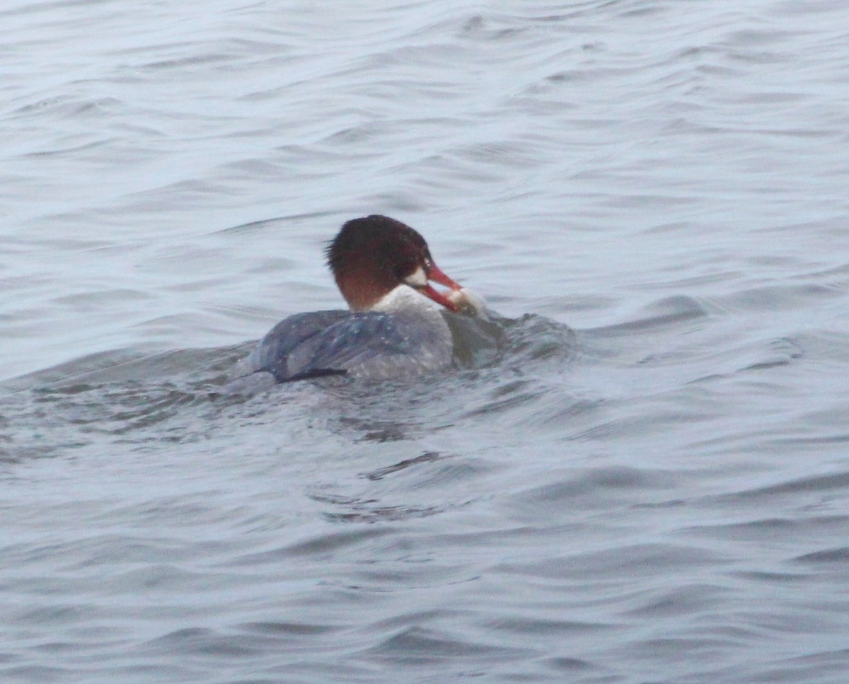 Common Merganser - Hélène Crête