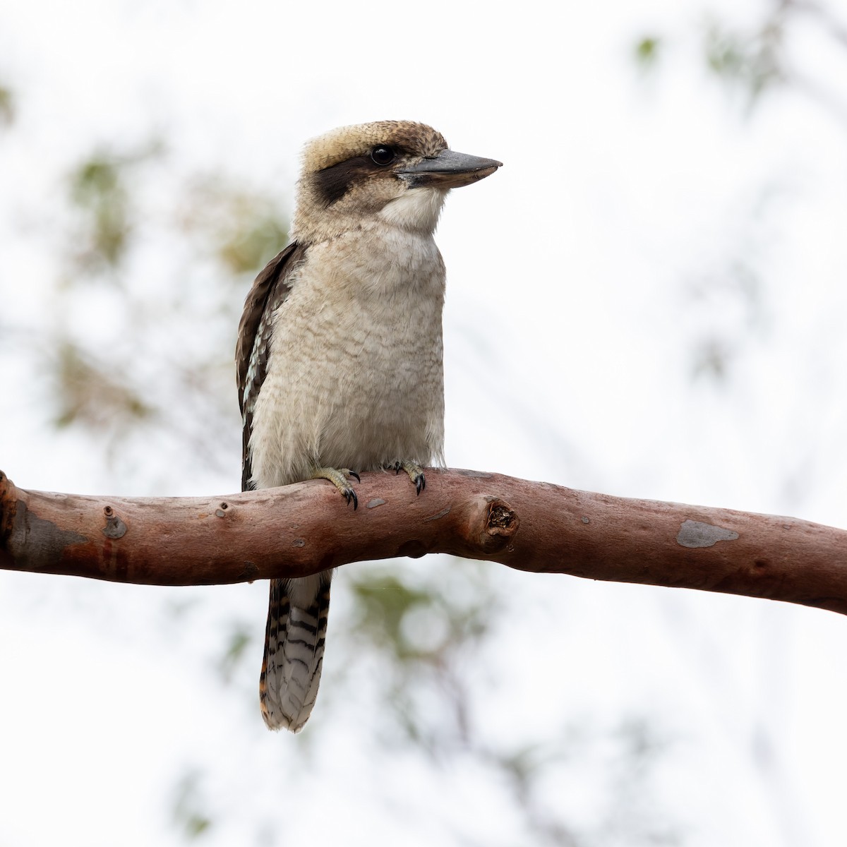 Laughing Kookaburra - ML614913679